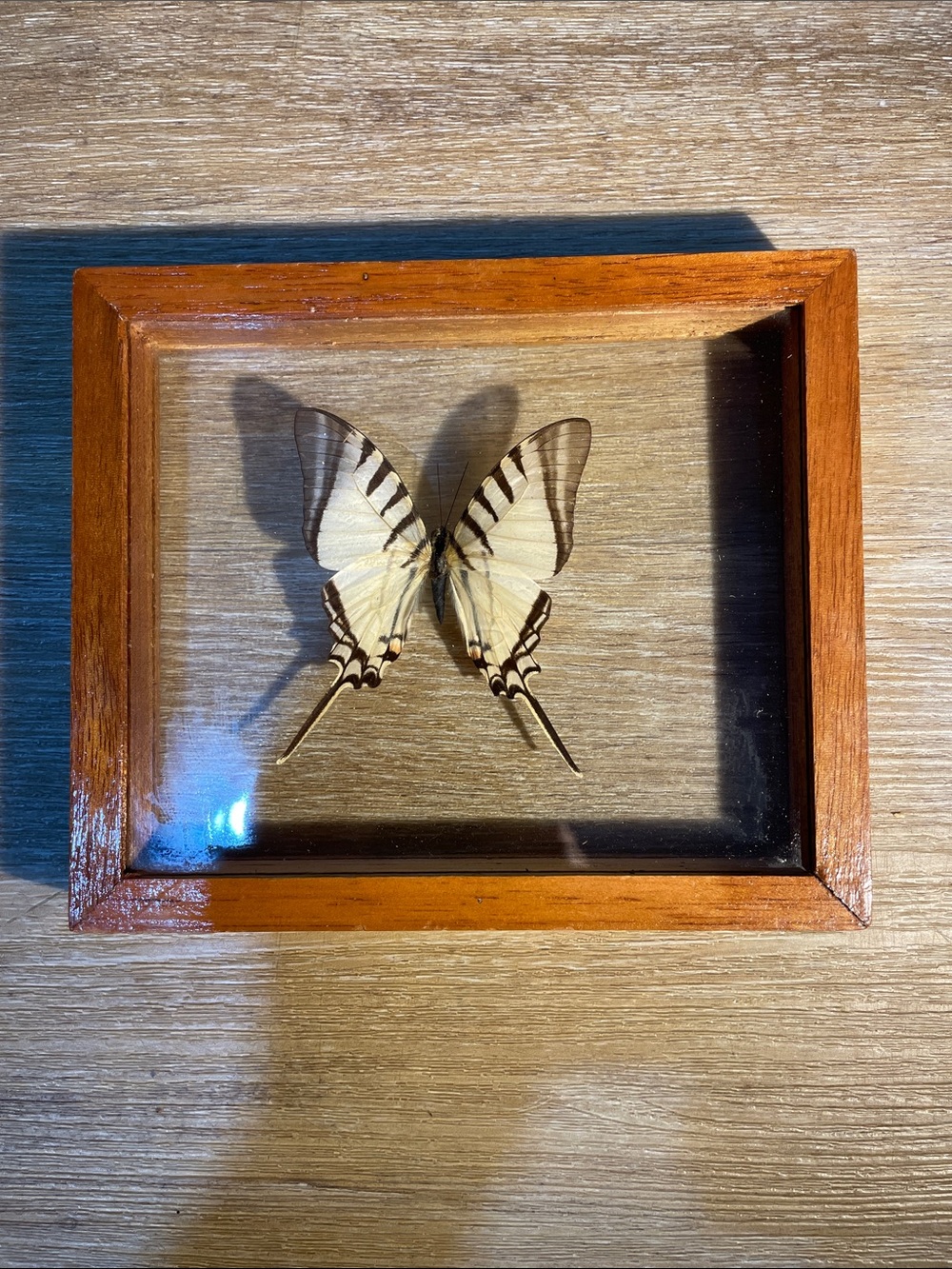 Framed Swallowtail Butterfly Display - Cream & Black